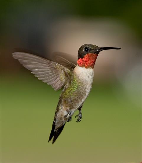 ptaki - Male Rubythroated Hummingbird.jpg
