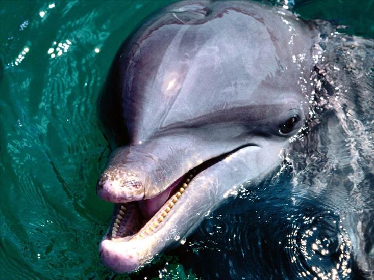 podwodne stwory - delfin2.jpg