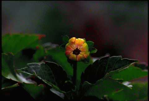 05. Różne kwiaty - Flowers-flowers--Flori-Eva-ISABEL-B-franky-flowers-...Rose-Gru-My-Flowers-flores-my-favorites-dons_large.jpg