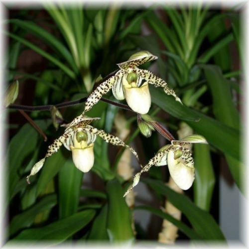 Orchide i Storczyki - s5.jpg
