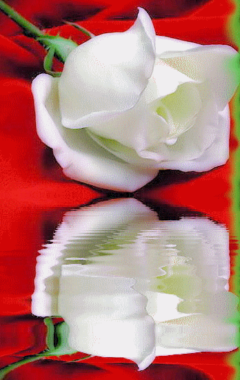 Róże GIF - 200.gif