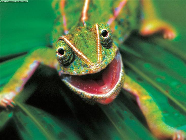 Gady, płazy reptiles  amphibians - Animals Funny_Lounge Lizard.jpg