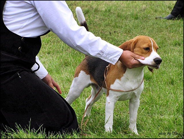 Beagles - IMG_1516.jpg