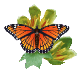 motyle - vlinders_152.gif