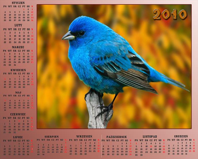 Kalendarze 2010 - Kalendarz 201014.jpg