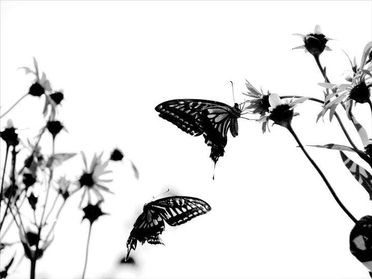Tapety HD na pulpit - world_of_cool_butterflies-1600x1200.jpg