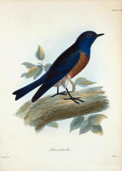 Dziedzina - Ptaki - 1 Sialia Cruleocollis. 1839.jpeg