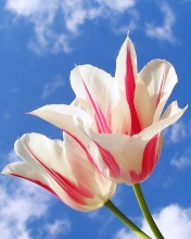 Tapety miłosne - Tulips.jpg