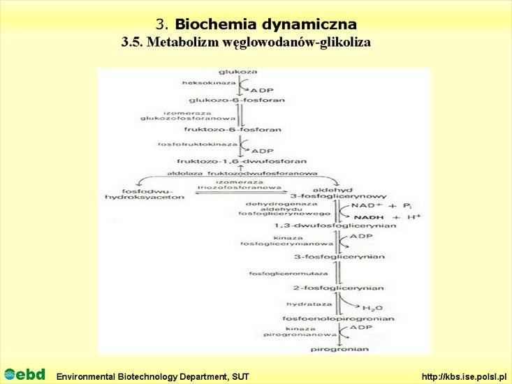 BIOCHEMIA 4- metabolizm tł, cukr, amino, Krebs - Slajd07.TIF