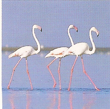 pomoce dla dzieci - flamingi.jpg