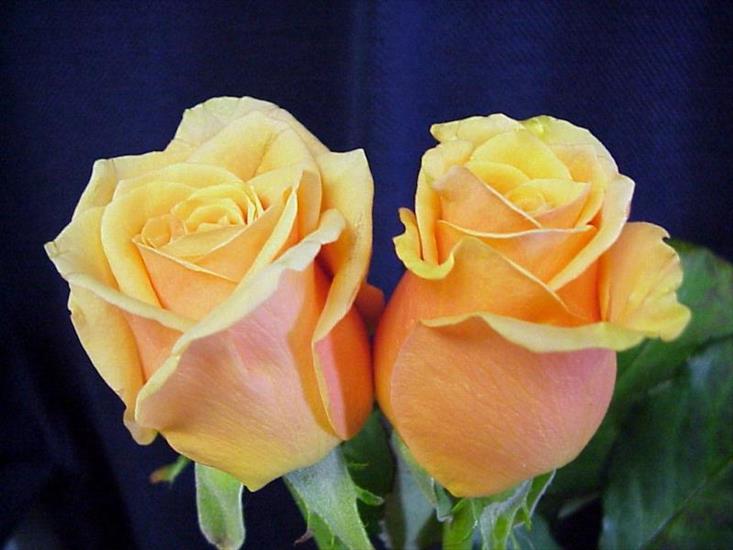 Kwiaty - rose029.jpg