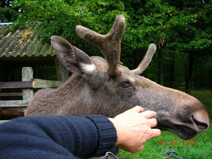 Zdjecia Białowieza i Litwa - ITALIA 260.jpg