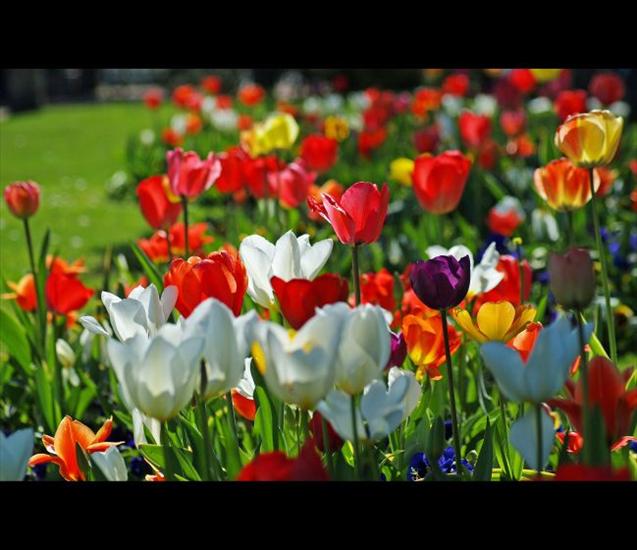 tulipany - 8.jpg