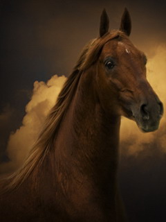 Konie - Horse_1000.jpg
