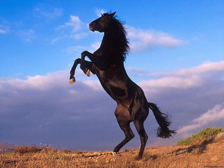 Konie... dumne konie - konie__08.jpg