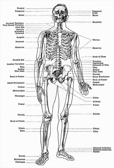 Anatomia Człowieka - labeled-skeleton-1.jpg