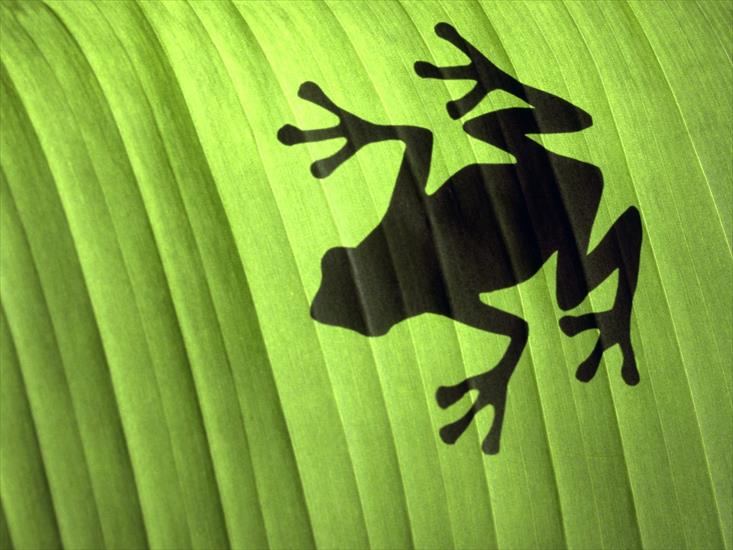 Kolorowe żaby - Frog Wallpaper 1.jpg