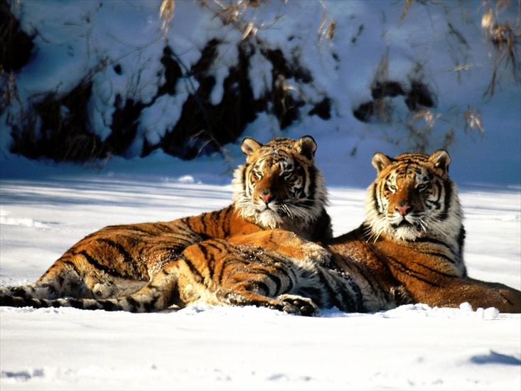 Animals part 2 z 3 - Lounging, Siberian Tiger Pair.jpg