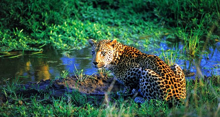 Kenia - Leopard-at-Water.jpg