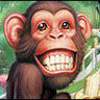 gify ze zwierzakami - monkey1.jpg