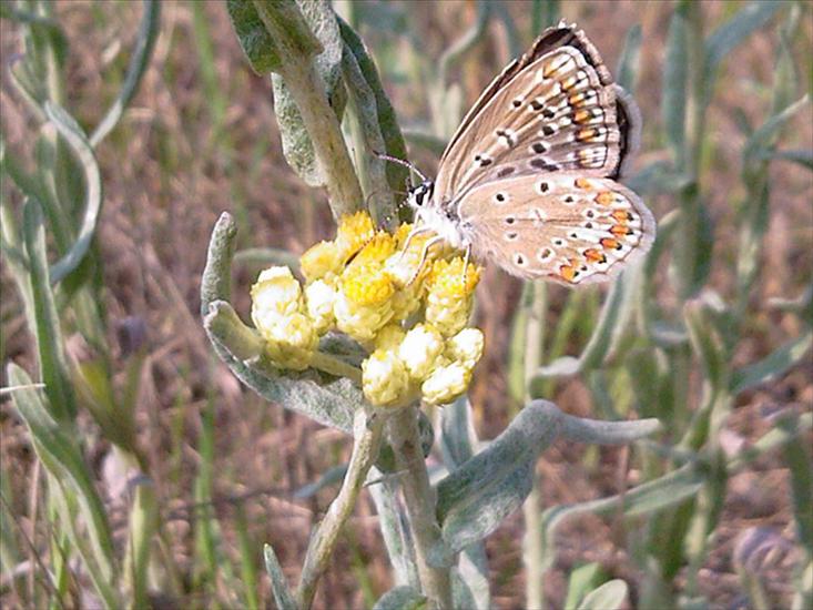 Motyle na kwiatach - Zdjęcia-0029.jpg