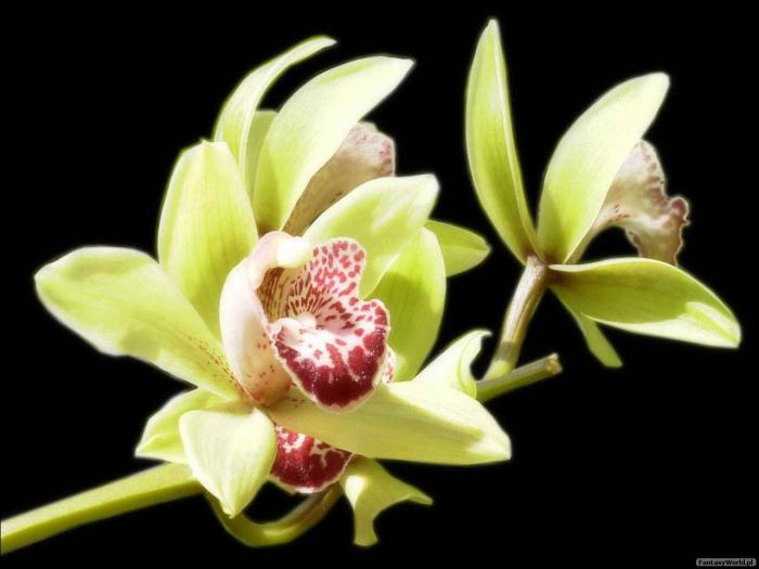 Storczyk-orchidea - greenorchidredlipsclusteronblack.jpg