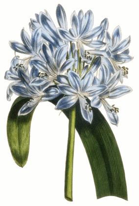 Kwiaty - African-lily.bmp