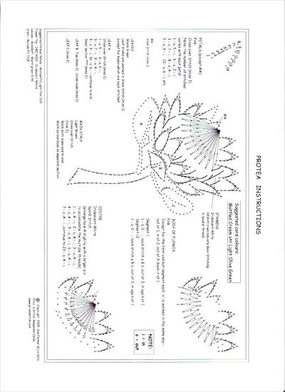 kwiaty1 - protea 2.JPG