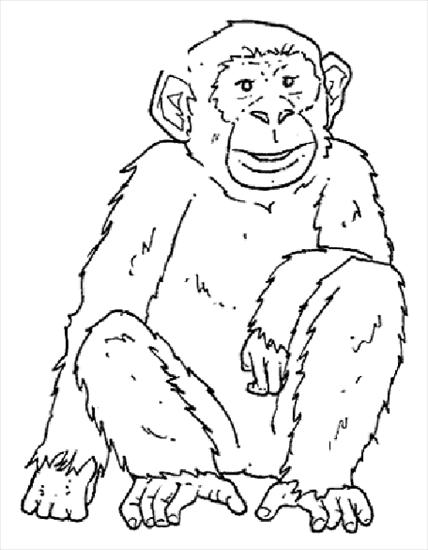 Zwierzaczki - szympans.bmp