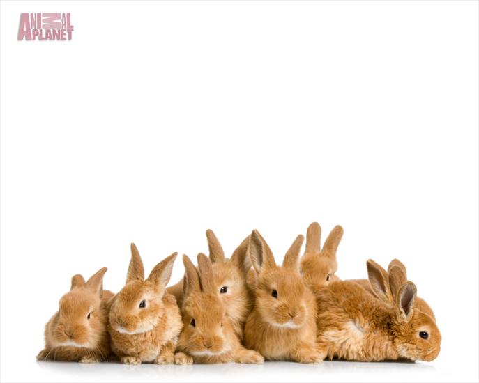 Wielkanoc - króliki.jpg