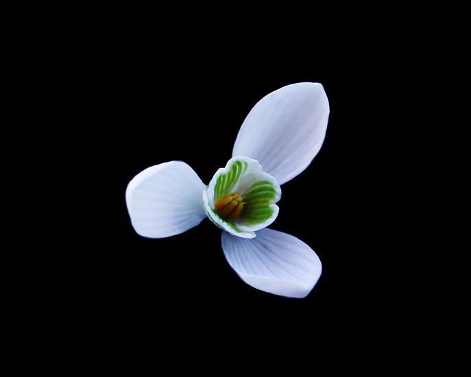 Storczyki - Snowdrop,_The_First_Spring_Flower.jpg