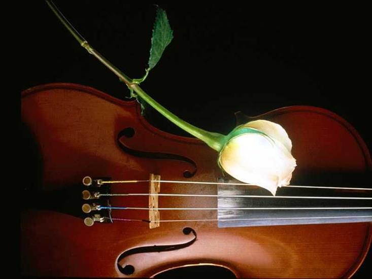 Muzycznie - róża na skrzypcach.JPG