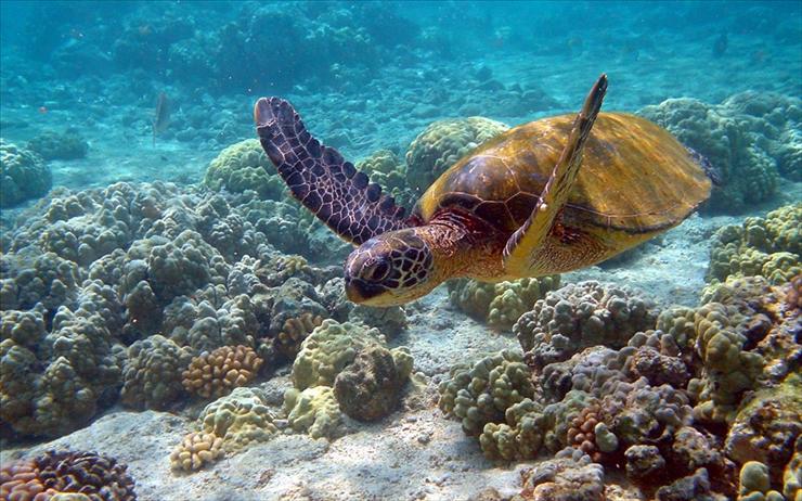 Zwierzęta - Animals_Under_water_Sea_turtle_017061_.jpg