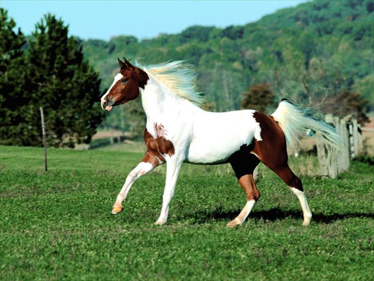 Konie - konie_kt_8.jpg