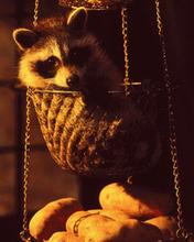 tapety - Hanging Basket, Raccoon.jpg