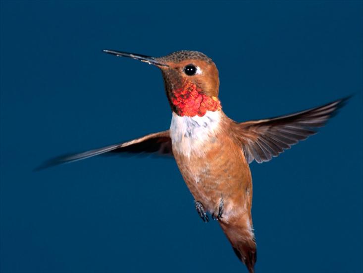 Ptaki birds - Rufous_Hummingbird.jpg
