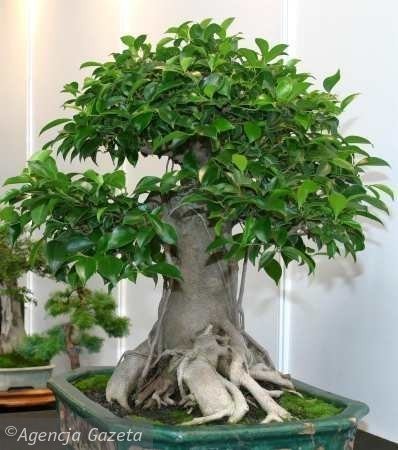 bonsai - mediumjyx5wg5547f92a20ab62a86094.jpg