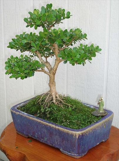 Bonsai - bonsai8.jpg