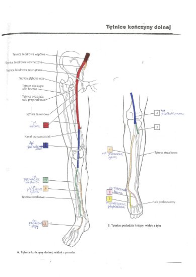 MIejsca żył i tętnic - Scan rf.tif