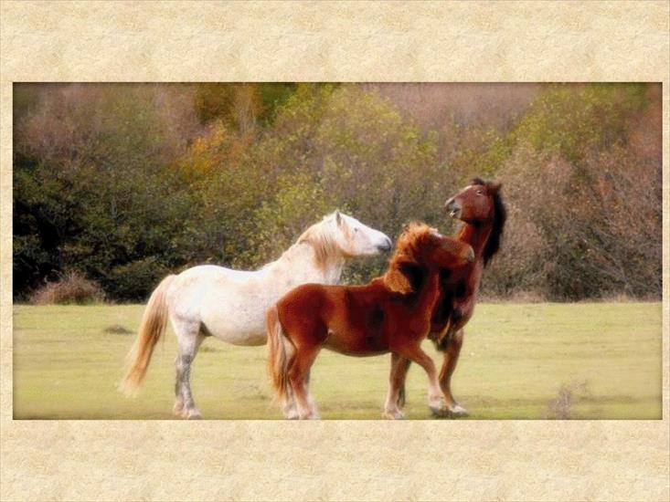 Konie... dumne konie - mountain-horses.jpg