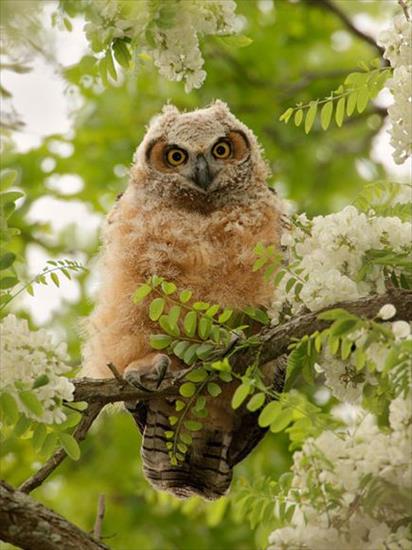 sowy - fledged-great-horned-owl_12592_600x450.jpg