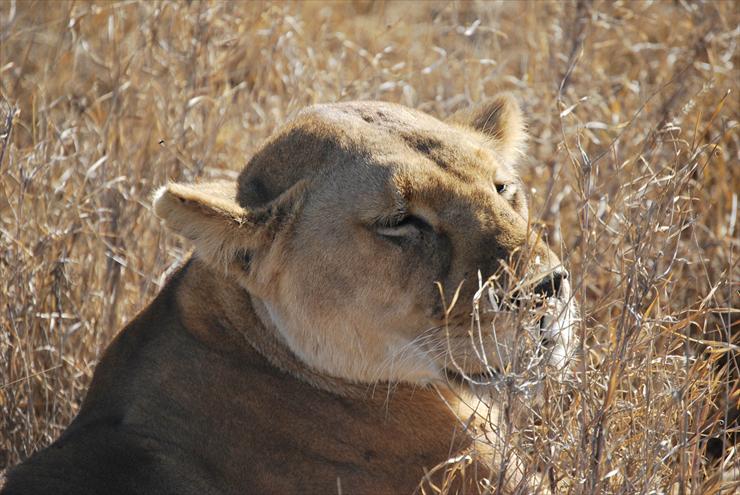 Park Narodowy Serengeti - Lioness on Serengeti.jpg