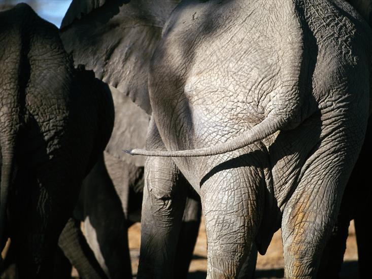 Słonie - 36.jpg