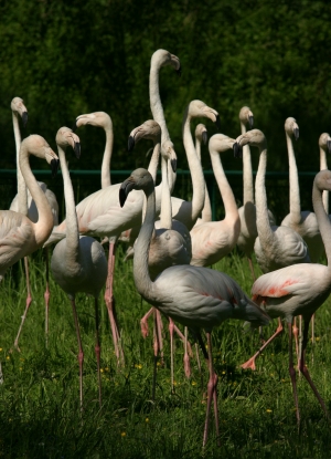 Flamingi - Flamingi.jpg