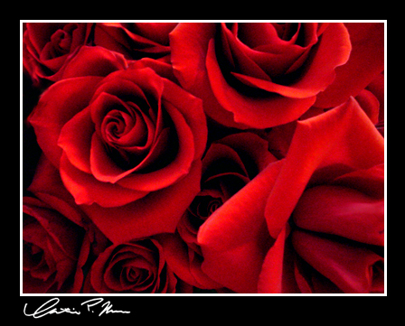 Róże - Roses_III_by_Shalora.jpg
