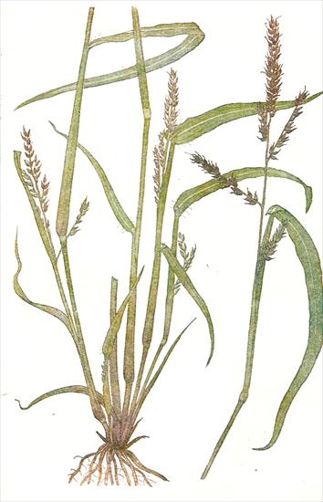 Trawy - Chwastnica jednostronna - Echnochloa crusgalli.jpg