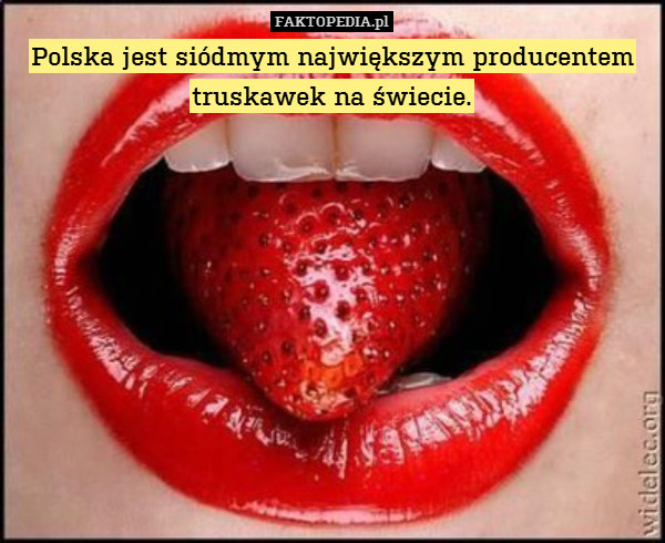 Polska - fakt polskie truskawki.jpg