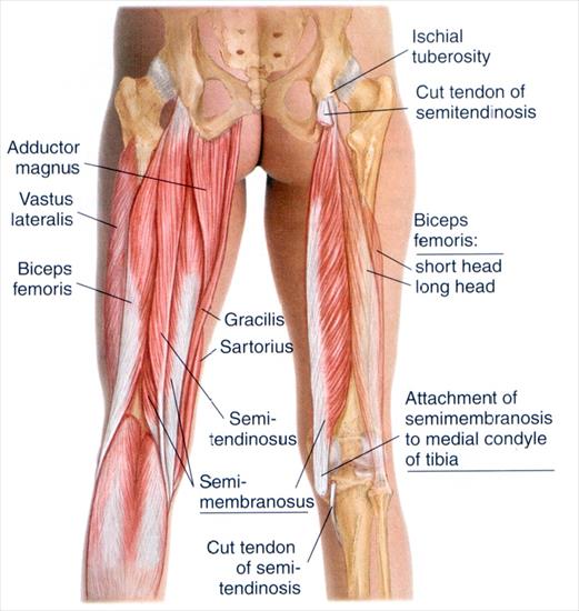 Anatomia masażu - 9-13.JPG