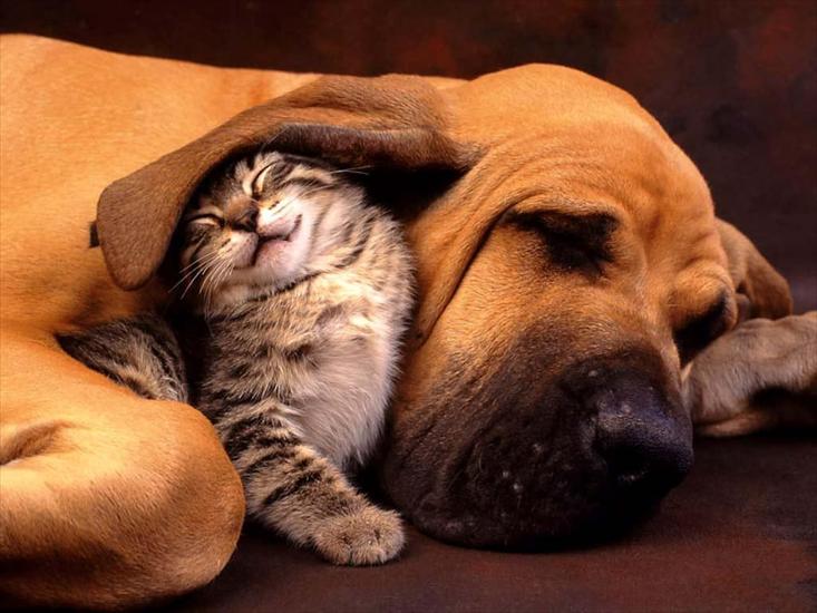 zwierzeta - 180639cat_and_dog_-_the_best_friend.jpg