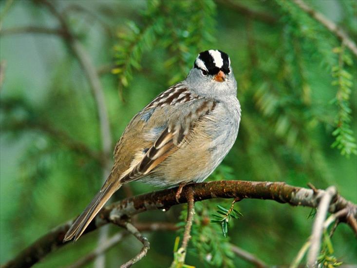 POWIETRZE - White-Crowned Sparrow.jpg